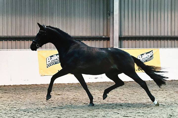 Grey Flanell vendido a Austria