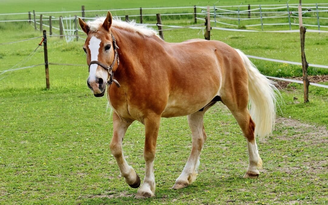 Caballos Haflinger: robustez, versatilidad y carácter excepcional