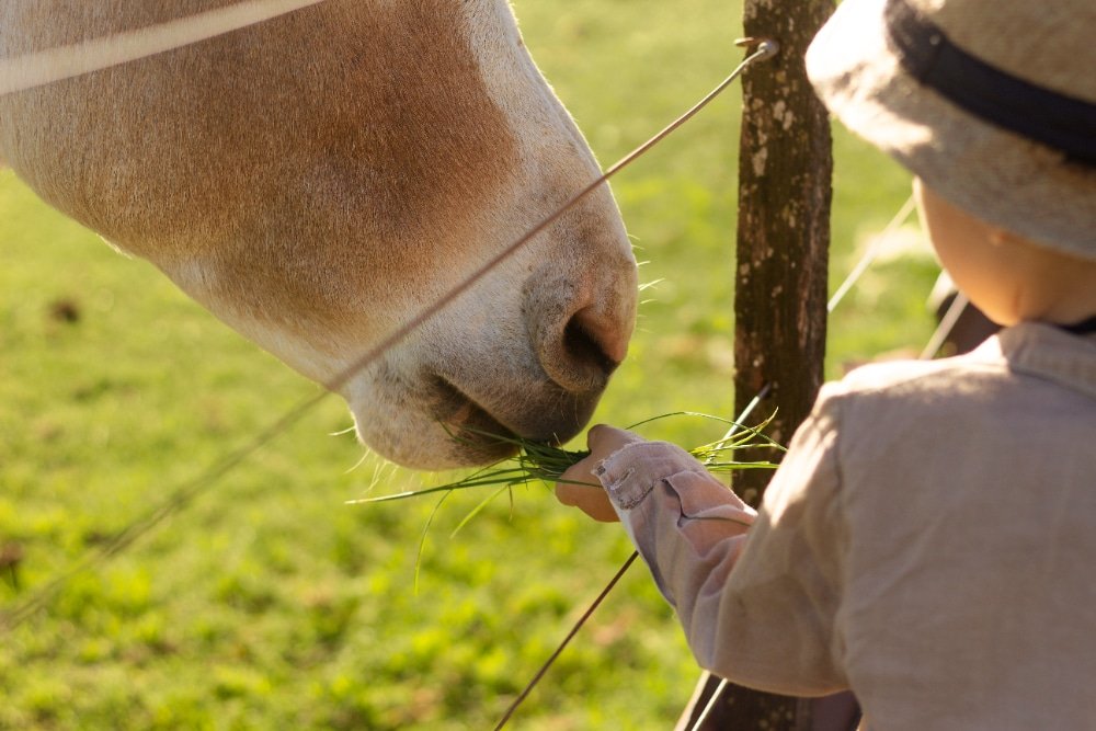5 snacks caseros deliciosos, nutritivos y saludables para caballos