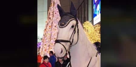 El enigma del caballo oculto que sorprende a las redes sociales