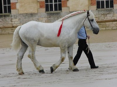 La raza de caballo Percherón: Fuerza y elegancia en estado puro