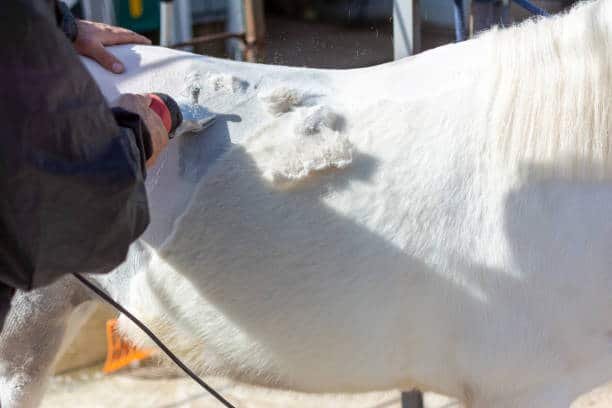 Esquilar o no a tu caballo en invierno: ¿Qué es lo mejor para su bienestar?