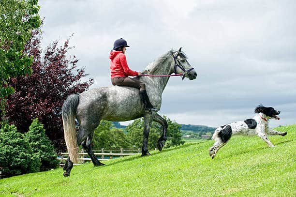 Un vínculo especial: logra que tu perro y tu caballo sean amigos inseparables