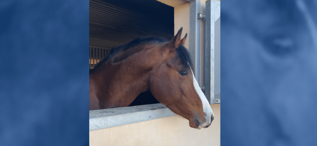 Nuria Leiva y su nueva promesa: Pegaso de Zeus