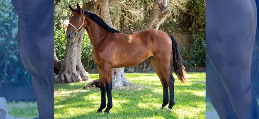 El Caballo de Deporte Español continúa ganando terreno