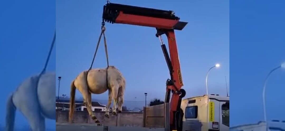 Accidente en A Coruña: un caballo suelto causa caos en Alfonso Molina