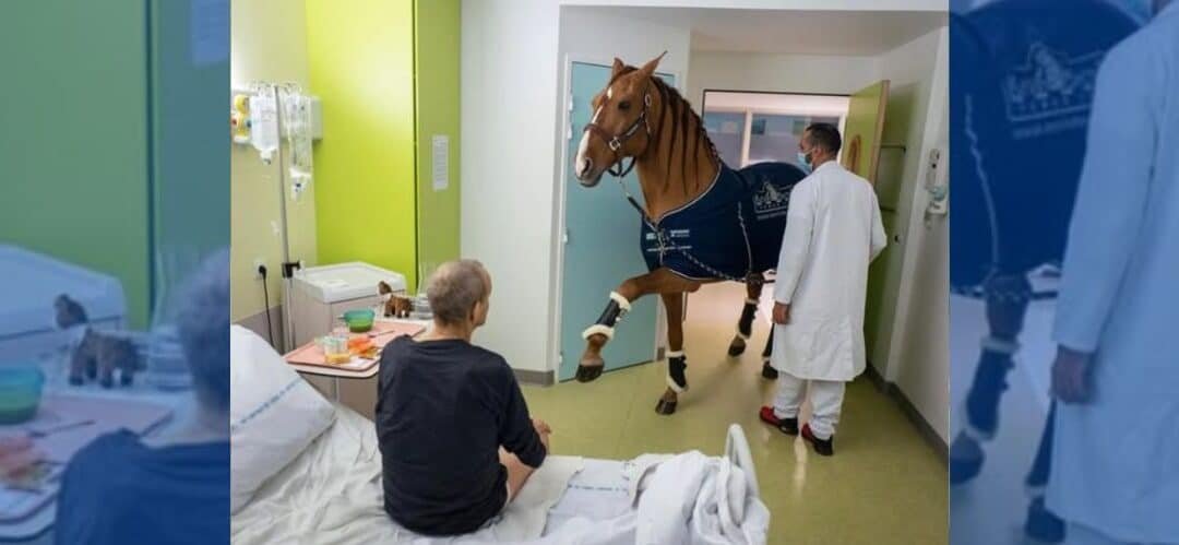 Peyo, el caballo que detecta a quienes tienen cáncer y se acerca a quienes más lo necesitan