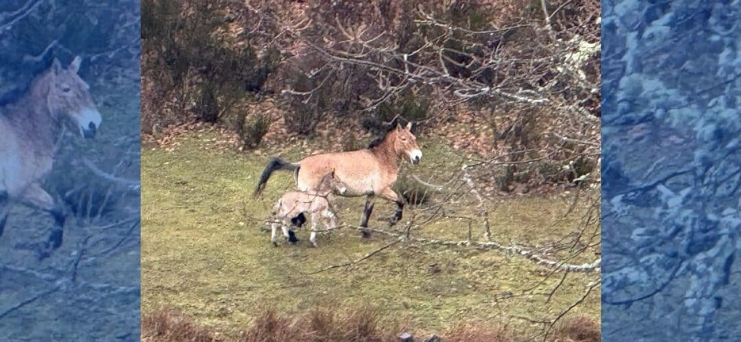 Nace la primera cría de caballo de Przewalski en Palencia