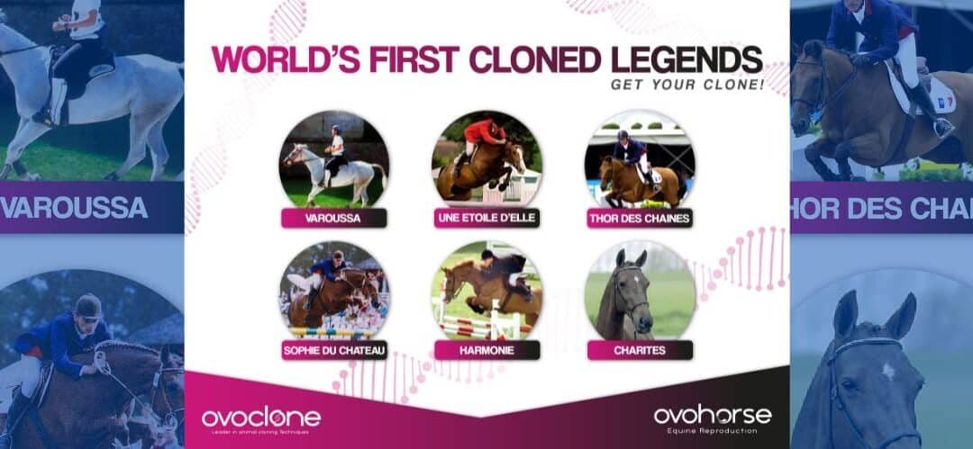 Ovohorse revoluciona el mundo ecuestre con la clonación de caballos legendarios ya fallecidos