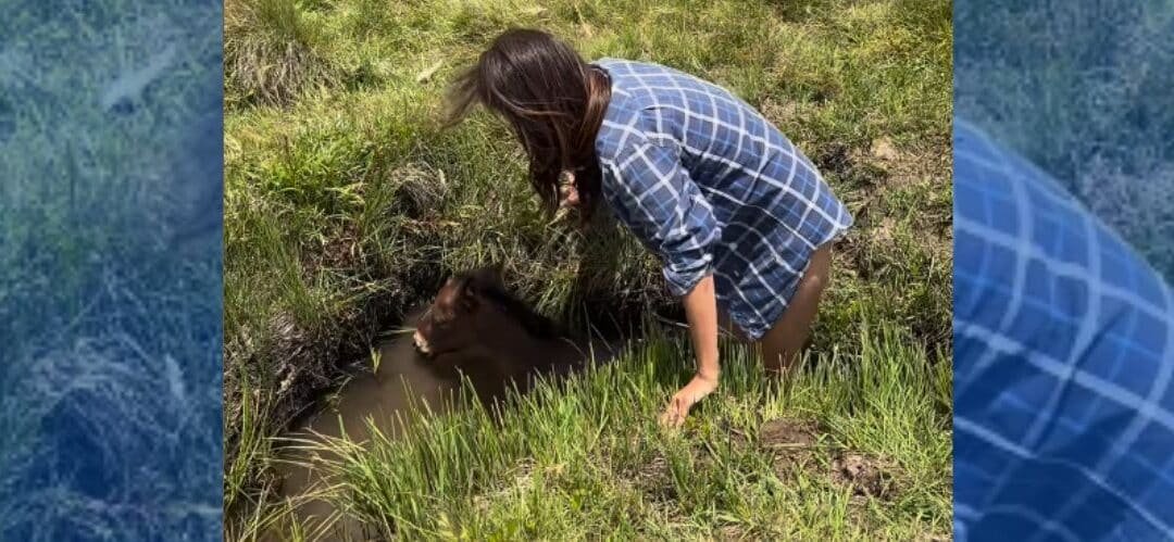 Rescate de una potra recién nacida que cayó en un arroyo por parte de Sibylla Deen