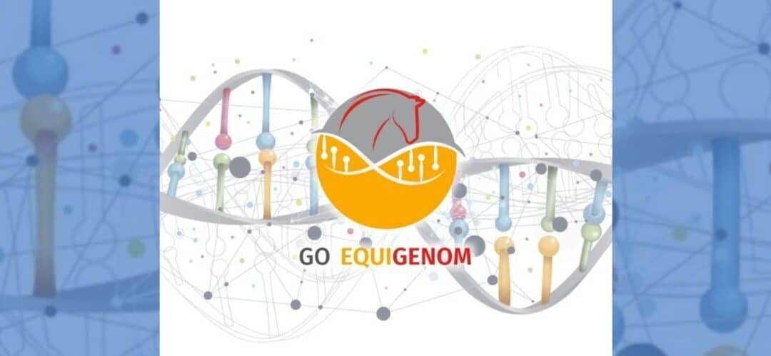 EQUIGENOM: Un proyecto clave para la innovación genética del caballo de Pura Raza Española