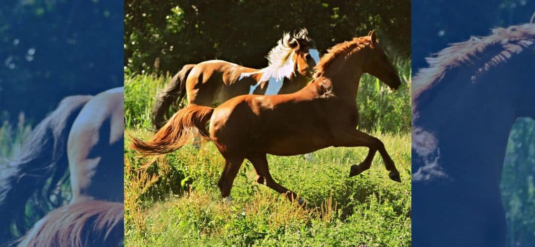 Cómo atrapar a tu caballo en el prado sin que huya