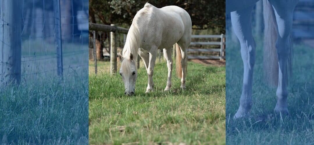 Cómo sobrevivir a la alergia si montas a caballo