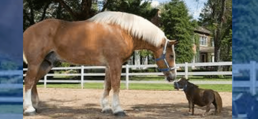 Thumbelina: la yegua más pequeña del mundo