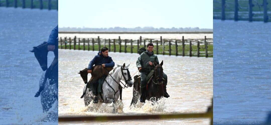 Un potro llega al mundo entre las inundaciones de la marisma de Hinojos, en Doñana