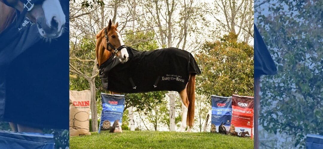 Alimentación saludable para caballos: ¿Qué darles y qué evitar?