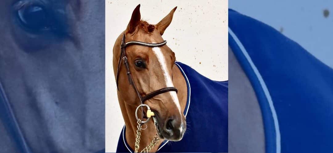 Despedida de François-Xavier Boudant tras la pérdida de Falko de Hus