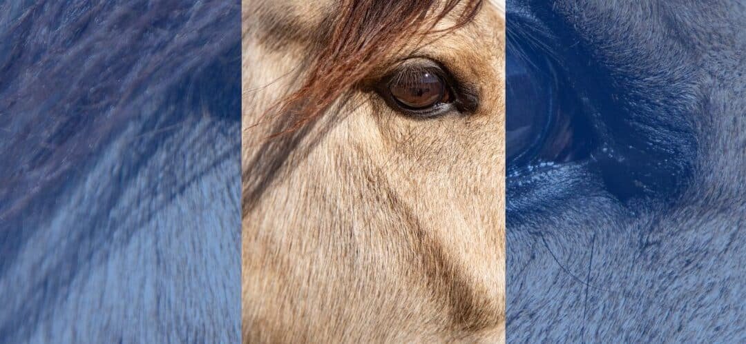 La visión nocturna de los caballos