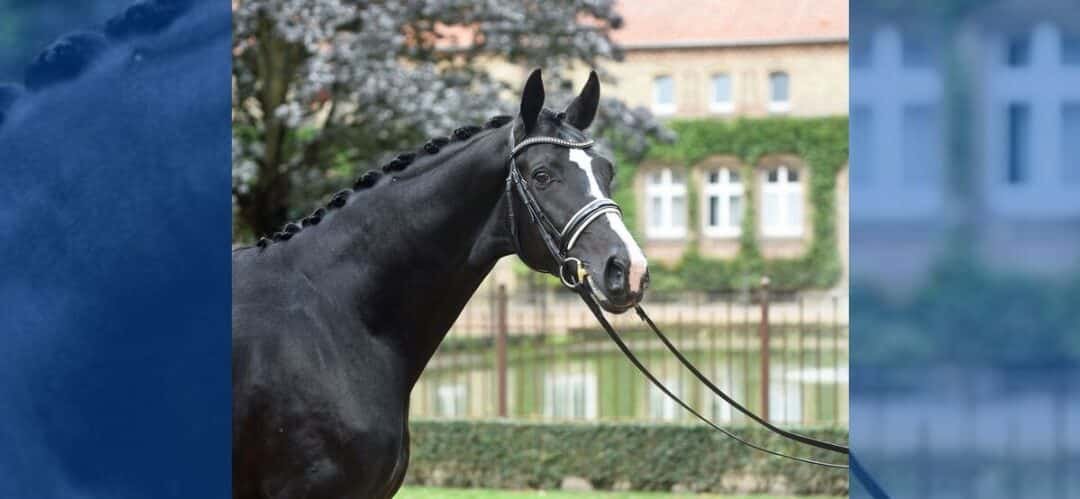 Diamantenglanz, el semental más popular en Westfalia en 2024