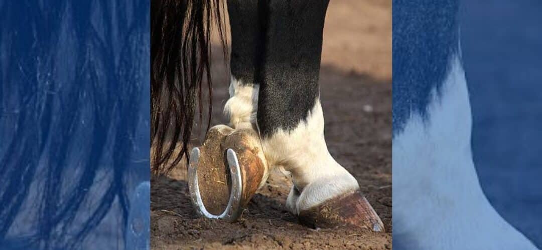 El uso de la arcilla en el cuidado de las manos y los pies del caballo