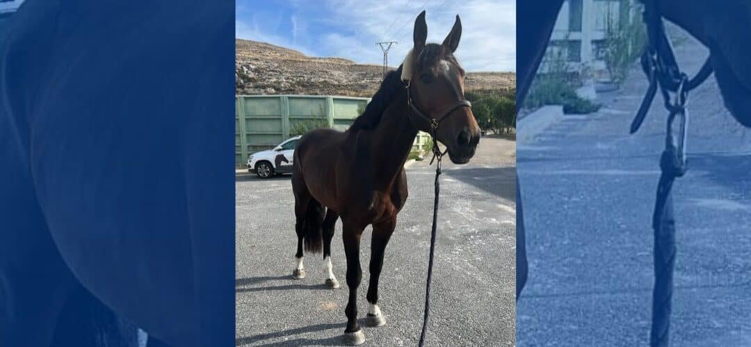 El nuevo comienzo de Apple Boy en Bélgica