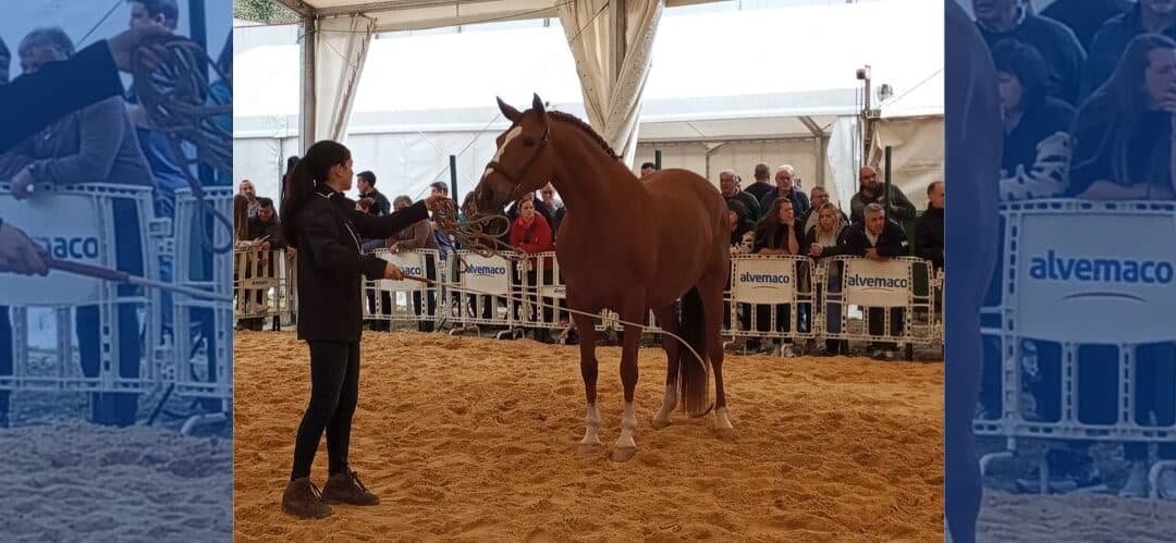 Belmonte abre el plazo de inscripción para su XX Concurso del Caballo