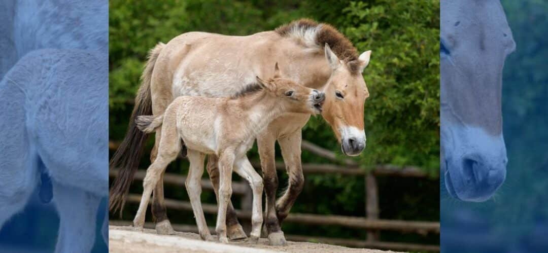 Las primeras horas de vida de un potro
