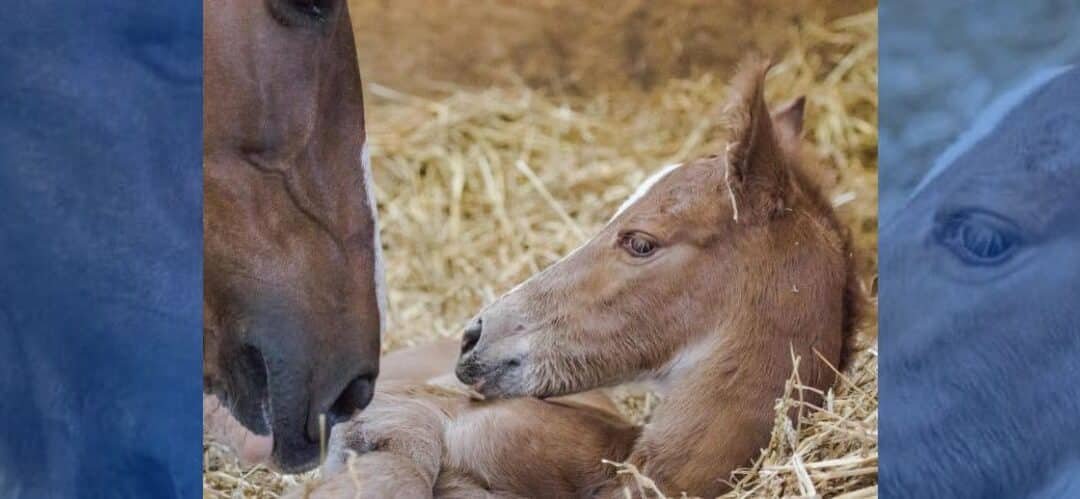Complicaciones en el parto de un potro
