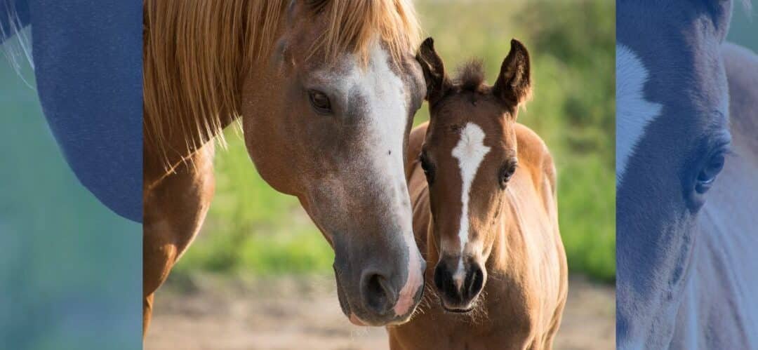 Cuidados esenciales al nacer de un potro