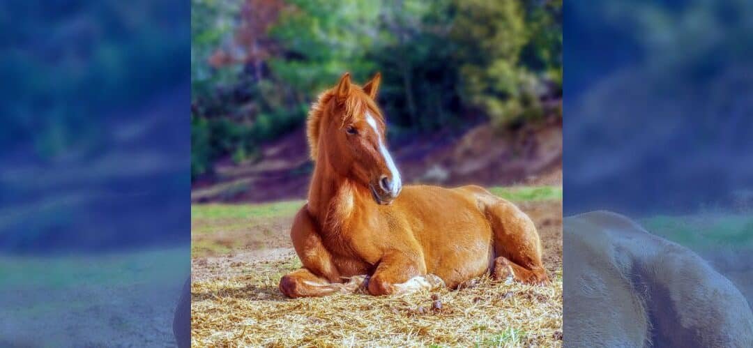 Cambios fisiológicos en los caballos con la llegada de la primavera