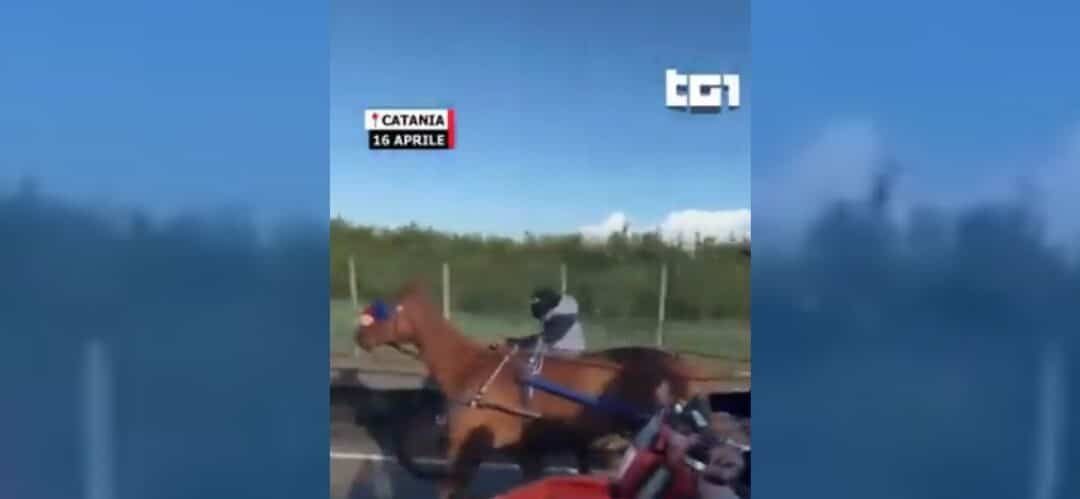 Tres detenidos en Sicilia por organizar una carrera ilegal de caballos