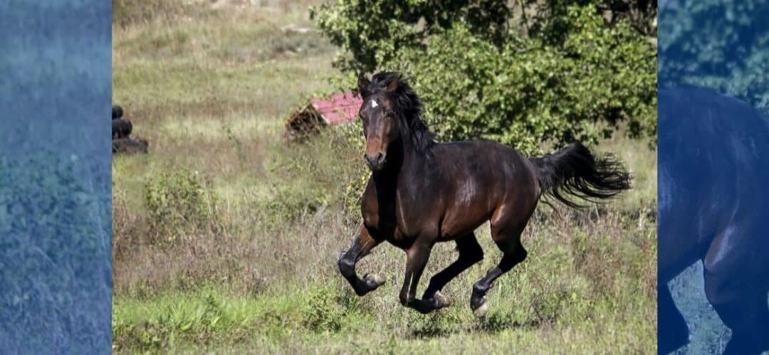 ¿Los caballos son realmente asustadizos?