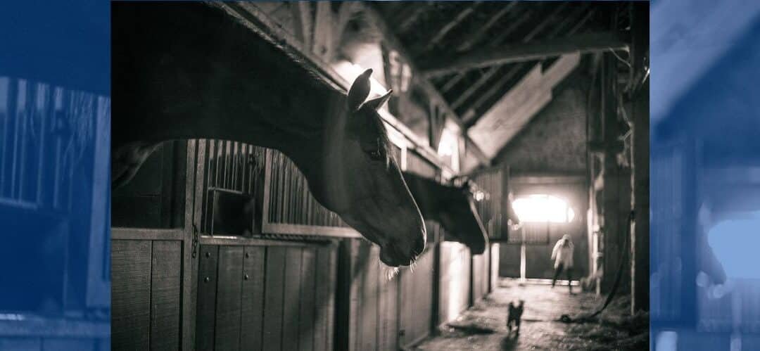 ¿Saben los caballos abrir las puertas de un box?