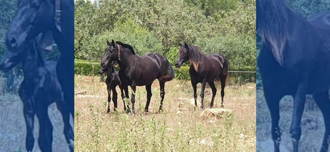 El rol de la yegua como madre en la vida de su potro