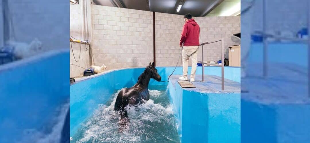 Hidroterapia equina