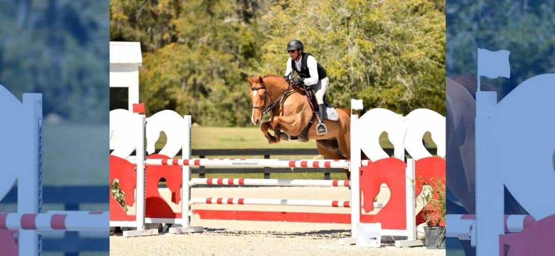 Caballo con buen futuro y proyección, en venta: Marley