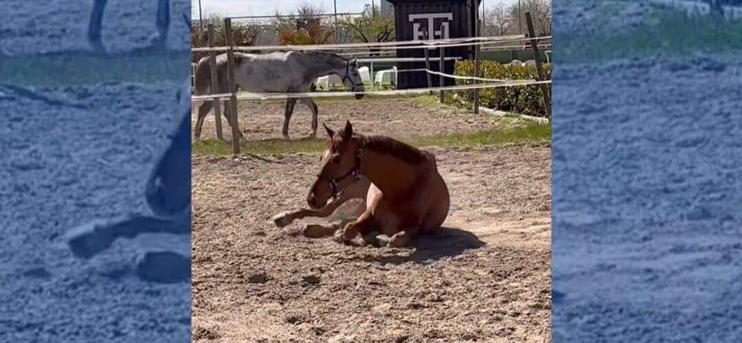 Mario Peña comienza a montar un prometedor Chacco-Blue