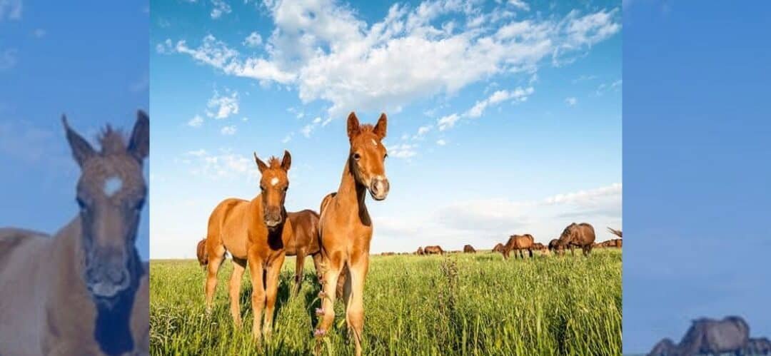 Caída en la cría de caballos en Alemania en 2024