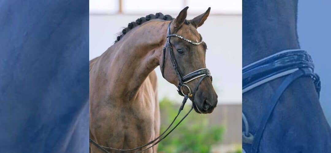 Belle Amour CN, la estrella de la subasta de primavera de Westfalia 2025