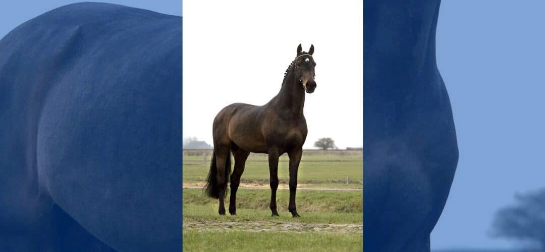 Falleció Indoctro, referente de la cría en Salto de Obstáculos