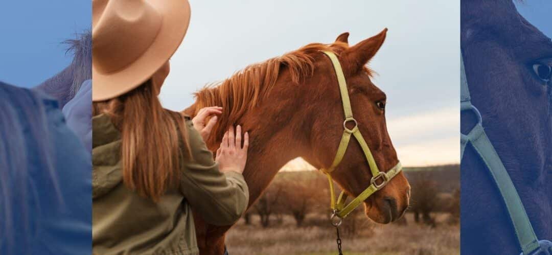 ¿Tienen sentimientos los caballos?