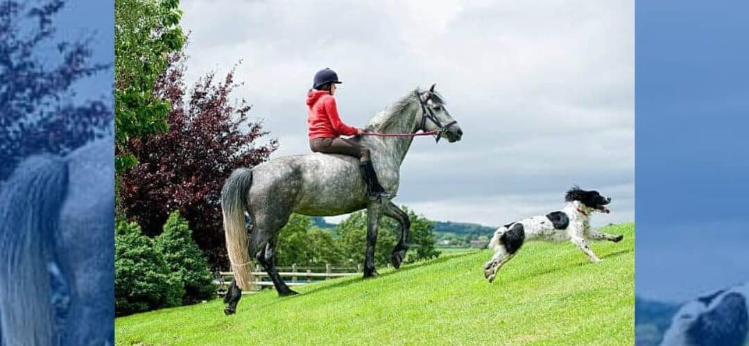 Conoce los síntomas de un golpe de calor montando a caballo