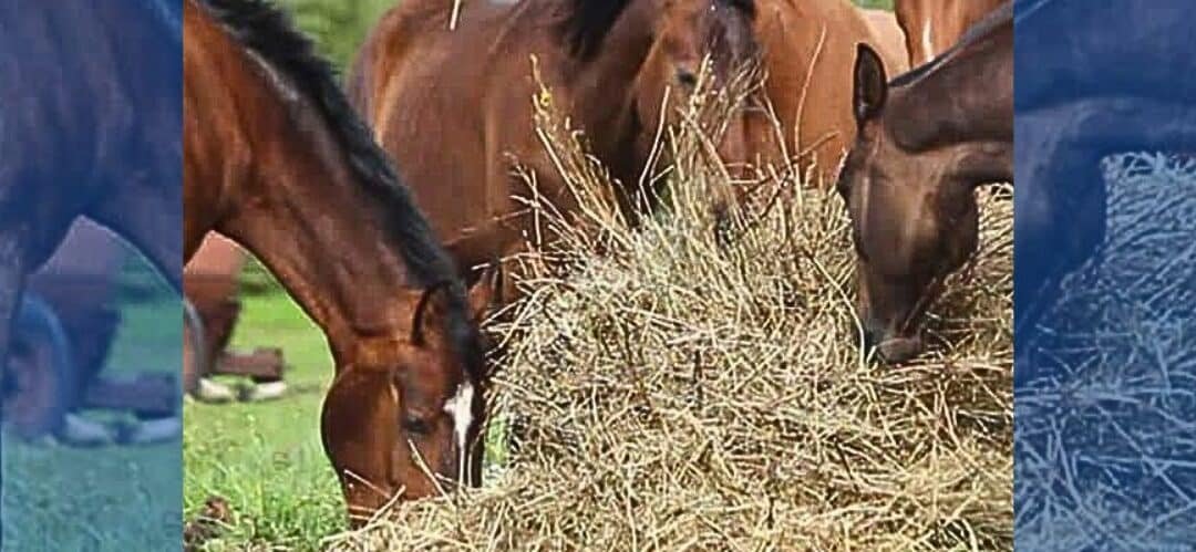 ¿Qué alimentos hidratan a mi caballo?