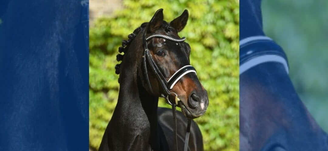 Adiós a Arpeggio: muere a los 30 años una leyenda de la cría alemana