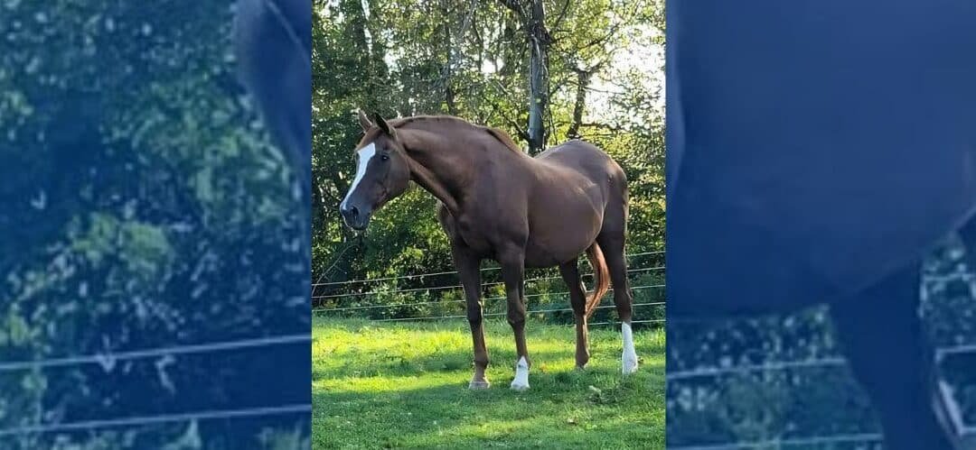 Falleció Trusted Company, hija del legendario Secretariat