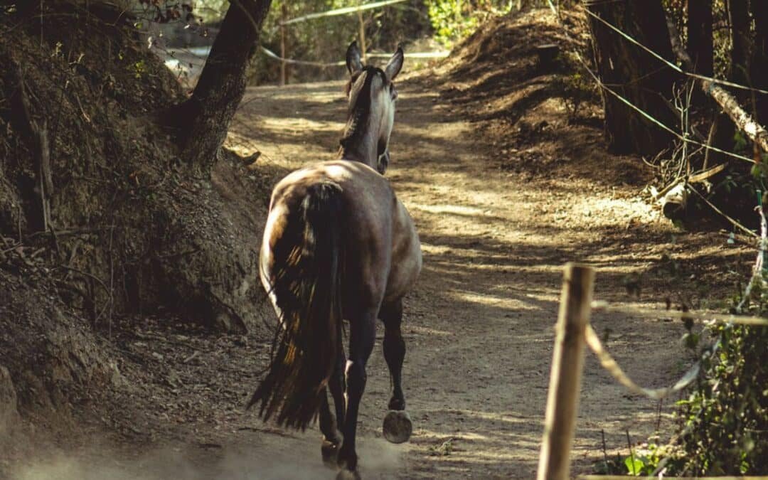 Paddock Activo Collserola: Un paraíso natural para tu caballo