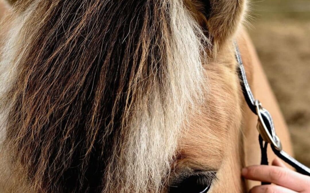 ¿Conoces al caballo Fiordo Noruego?