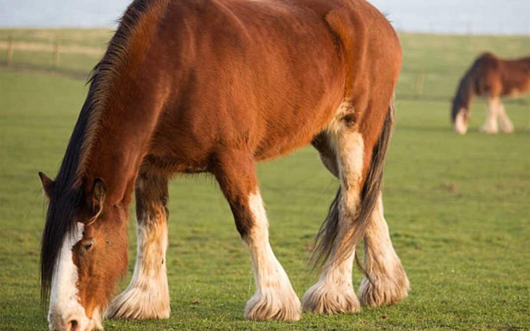 El majestuoso caballo Clydesdale