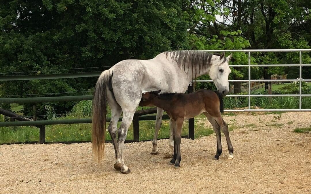 ENL: Ciencia y cuidado desde Cantabria para el futuro de la cría equina