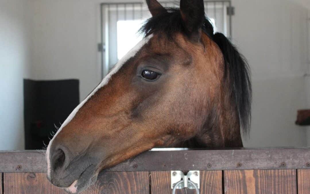 Las estereotipias en los caballos